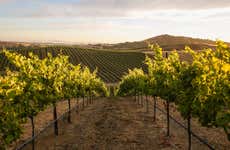 Artesa Winery Tour