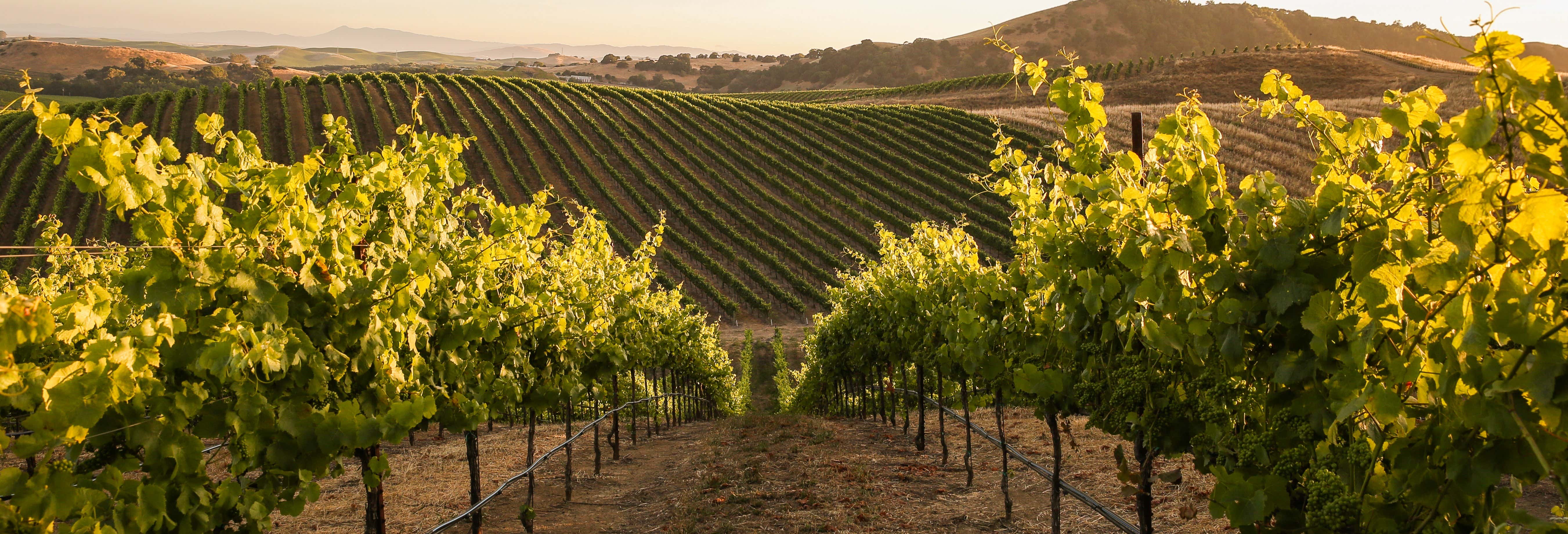 Visita alla cantina Artesa Winery