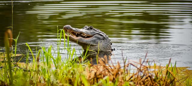 Giro in aeroscafo nella Riserva di Barataria