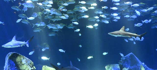 Entradas al Acuario de Nueva York