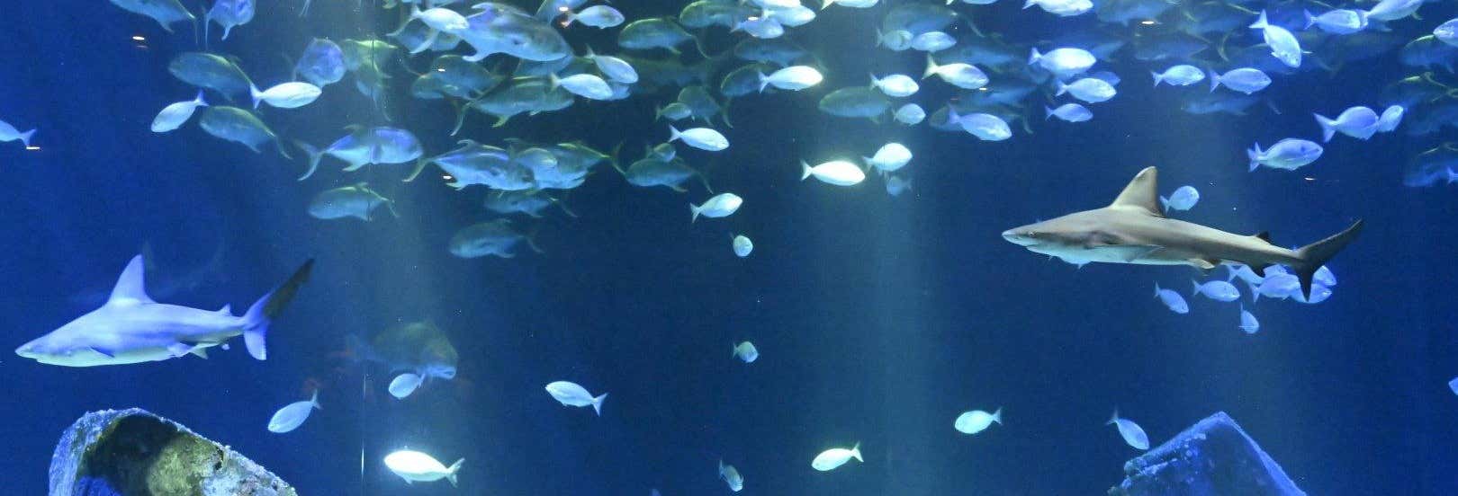 Entradas al Acuario de Nueva York