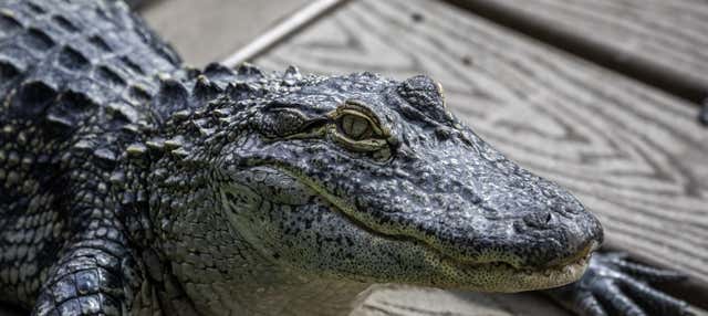 Biglietti per Gatorland