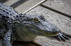 Ingresso do Gatorland