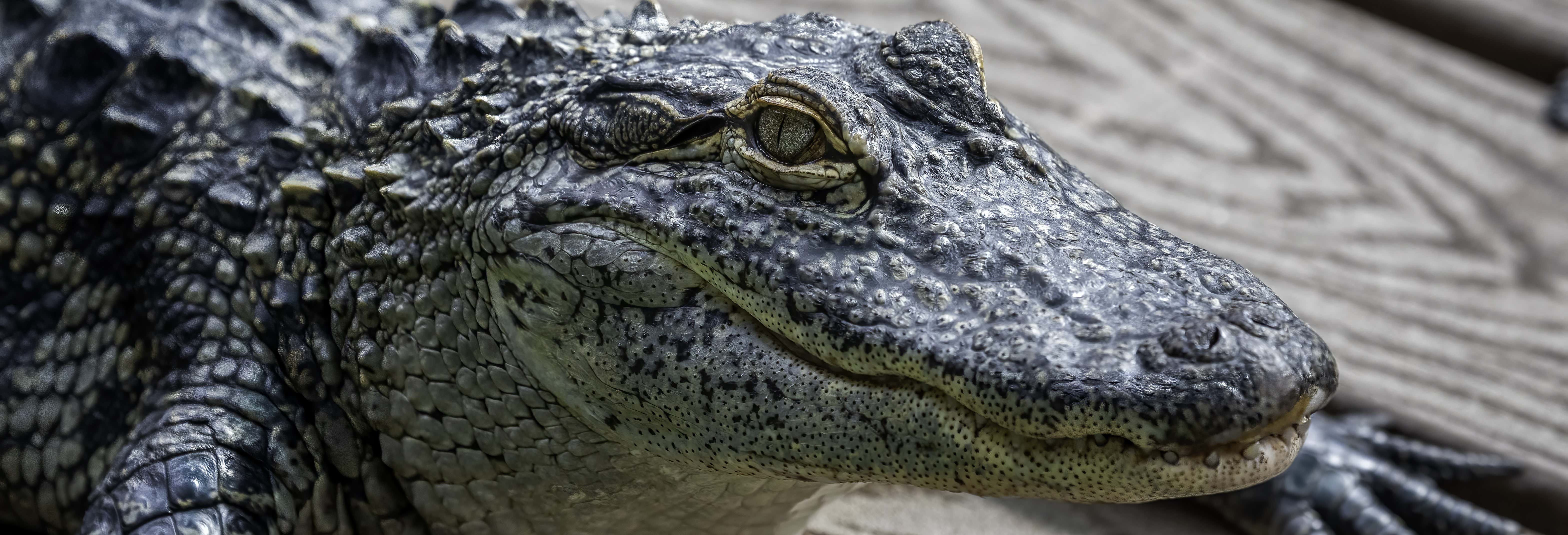 Biglietti per Gatorland