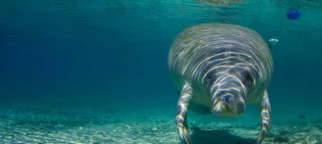 Bagno con i lamantini nel Crystal River