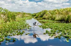 Passeio de airboat pelos Everglades