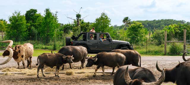 Safari nel Wild Florida Adventure Park