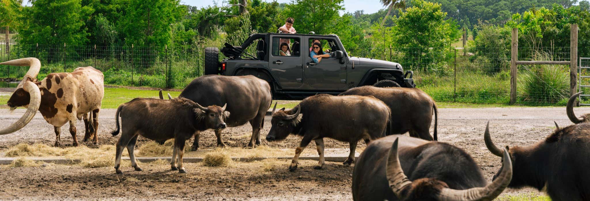 Safari nel Wild Florida Adventure Park