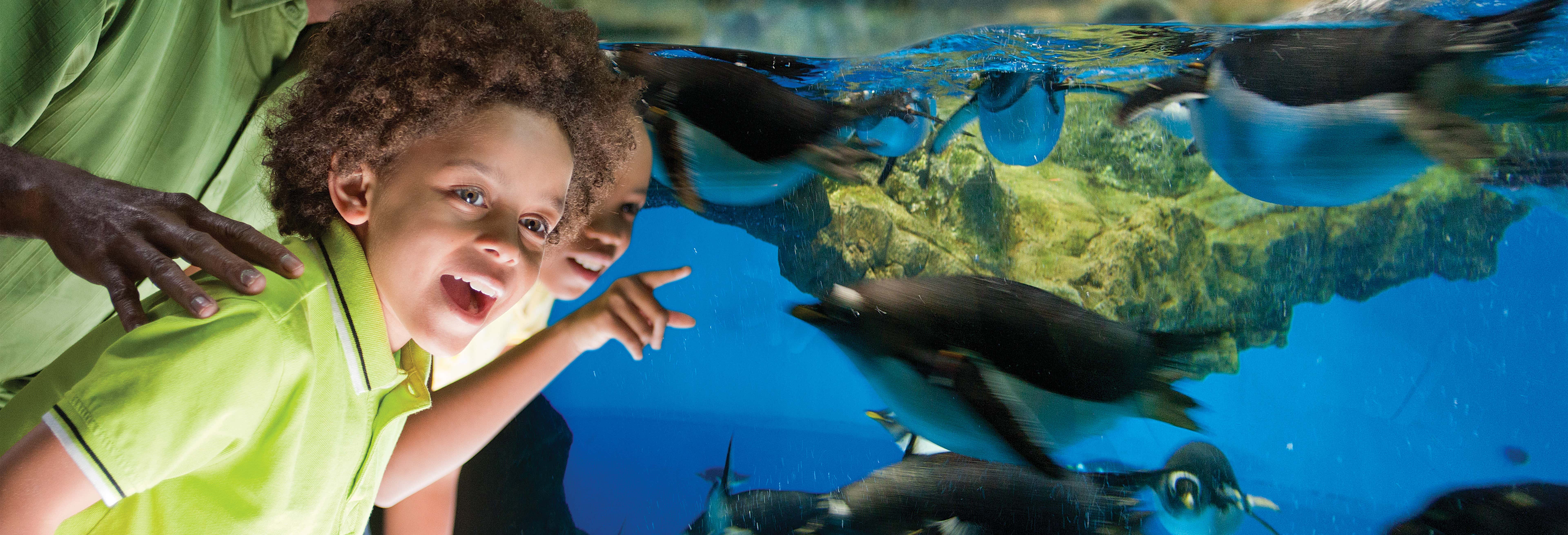 Biglietti per SeaWorld San Antonio