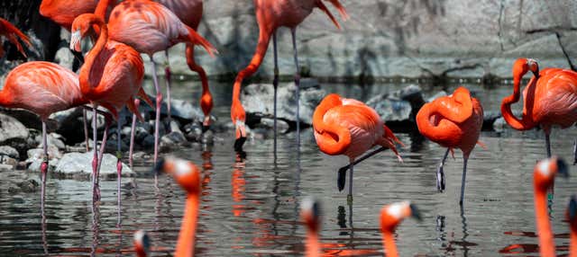 Biglietti per lo Zoo di San Antonio