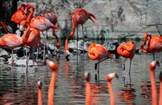 San Antonio Zoo Ticket