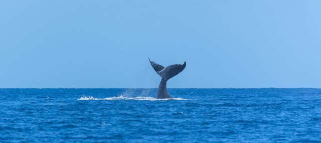 Avvistamento di cetacei a San Diego