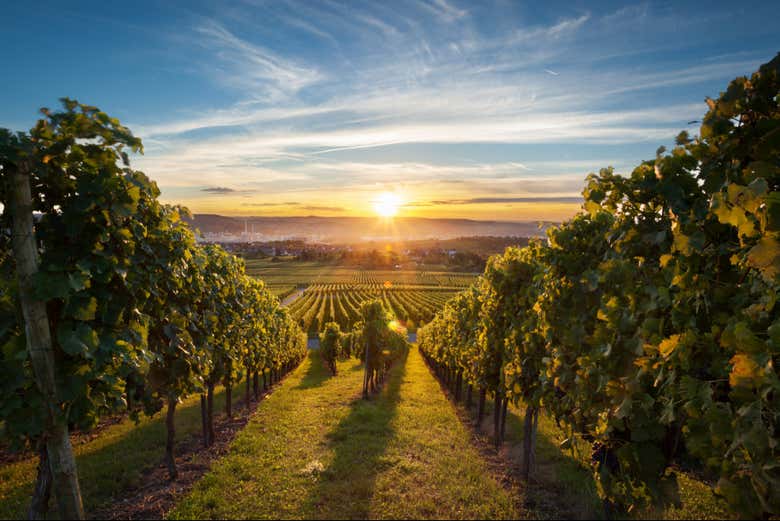 Temecula Private Day Trip