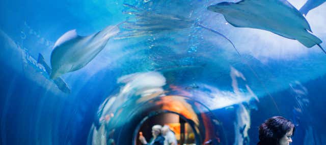 Biglietti per l'Aquarium of the Bay