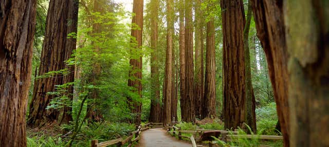 Escursione a Muir Woods e Sausalito