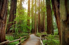 Excursión a Muir Woods y Sausalito en grupo reducido de hasta 12 personas