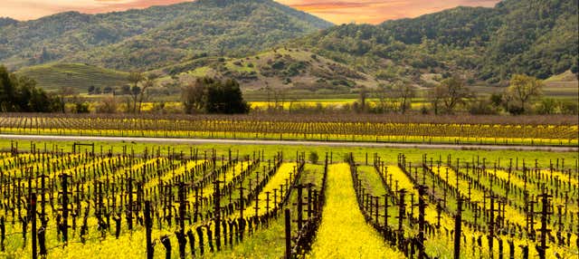 Tour del vino nelle valli di Napa e Sonoma