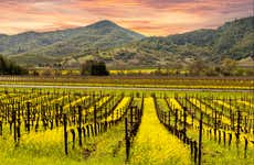 Tour do vinho pelos vales de Napa e Sonoma