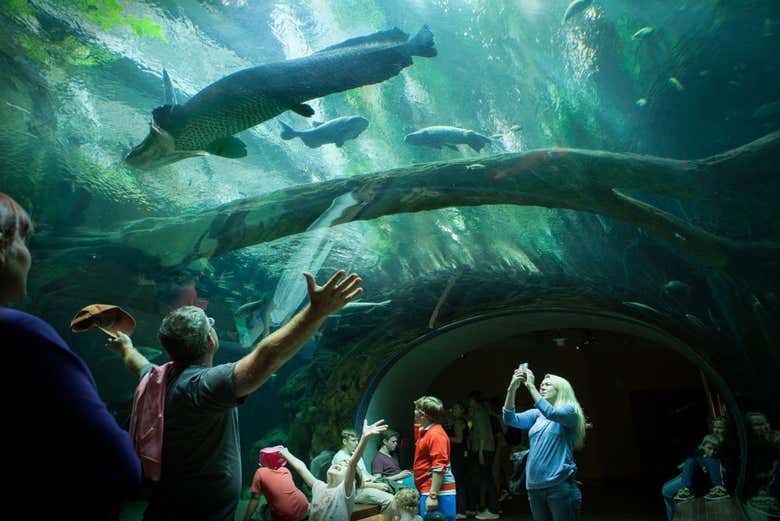 California Academy of Sciences Ticket