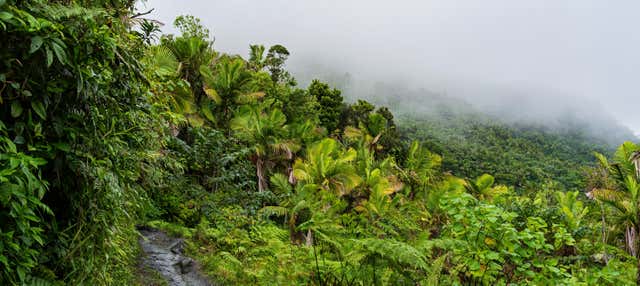 Escursione alla Foresta Nazionale Caraibica El Yunque + Giro in buggy sulla spiaggia Piñones
