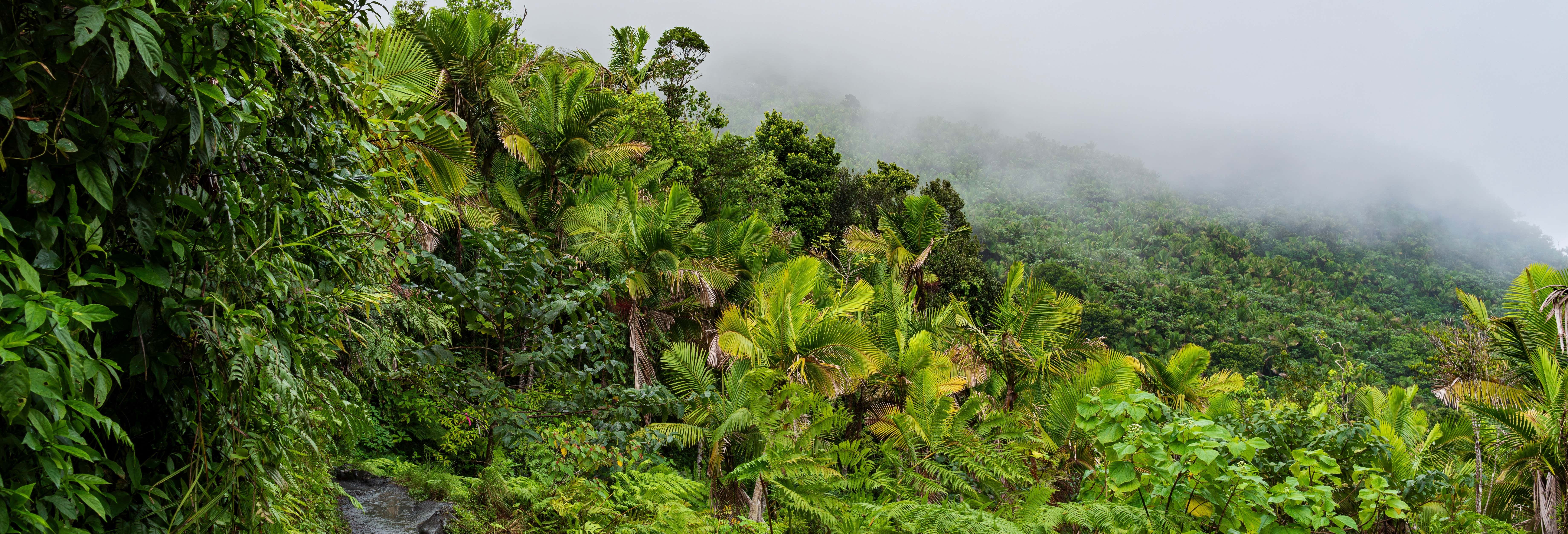 Escursione alla Foresta Nazionale Caraibica El Yunque + Giro in buggy sulla spiaggia Piñones