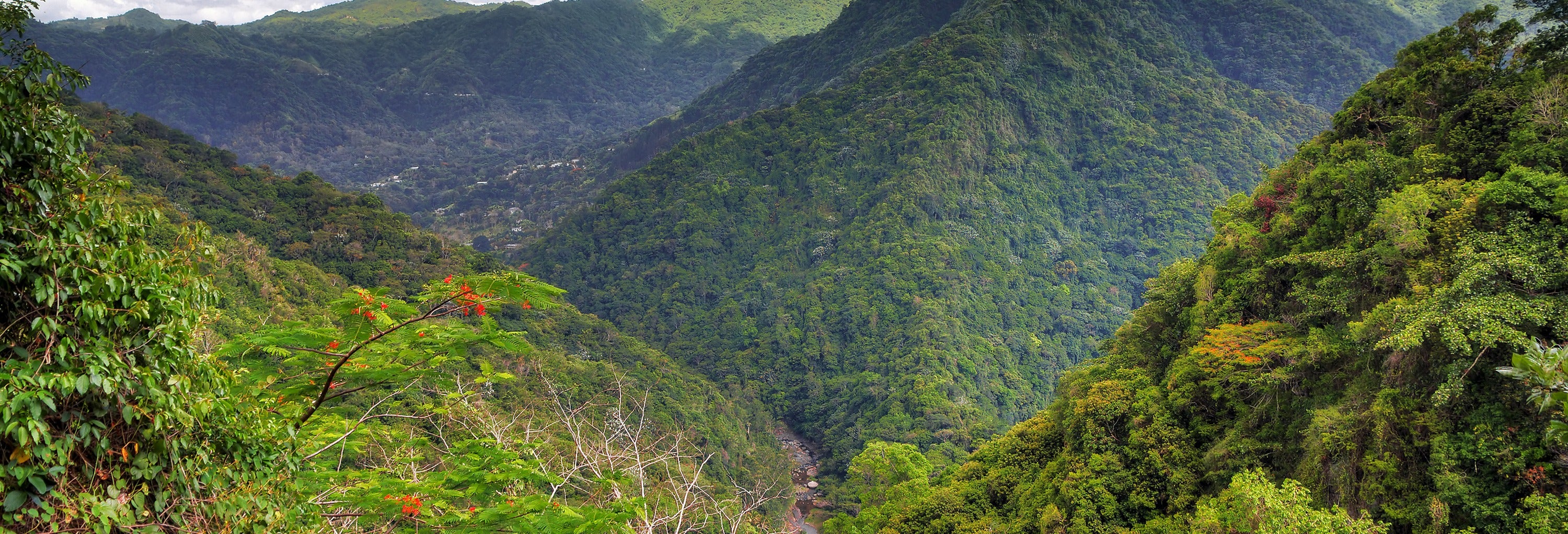 Excursão ao Bosque Nacional El Yunque