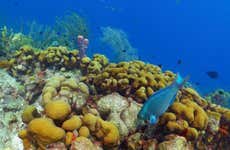 El Escambrón Beach Snorkeling Tour