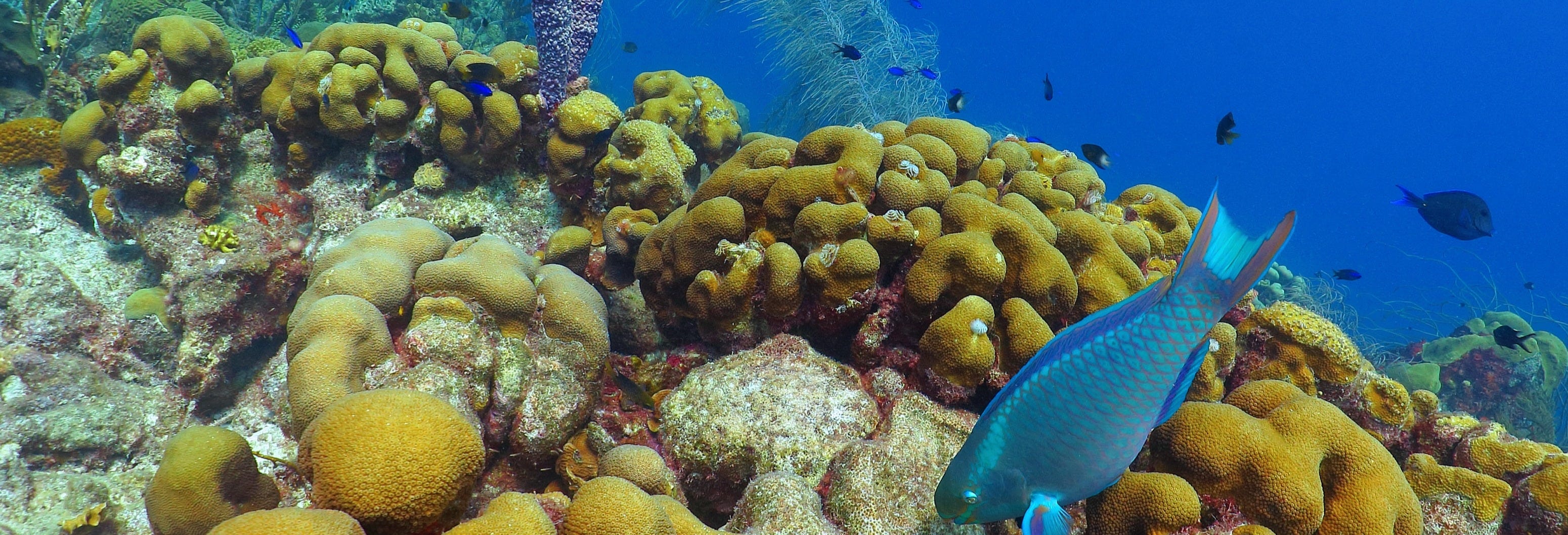 Escambron Beach Snorkeling Tour