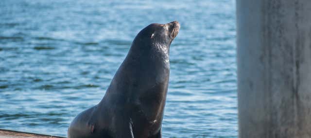 Kayak con i leoni marini a Marina del Rey
