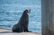 Marina del Rey Kayaking or Paddleboard Tour With Sea Lions