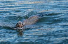 Paddle Surfing with Sea Lions
