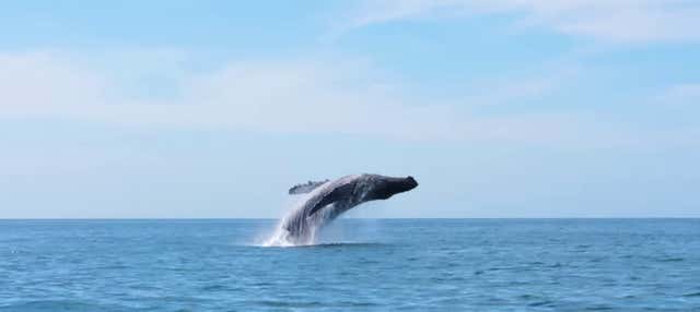 Avvistamento di balene a Seattle