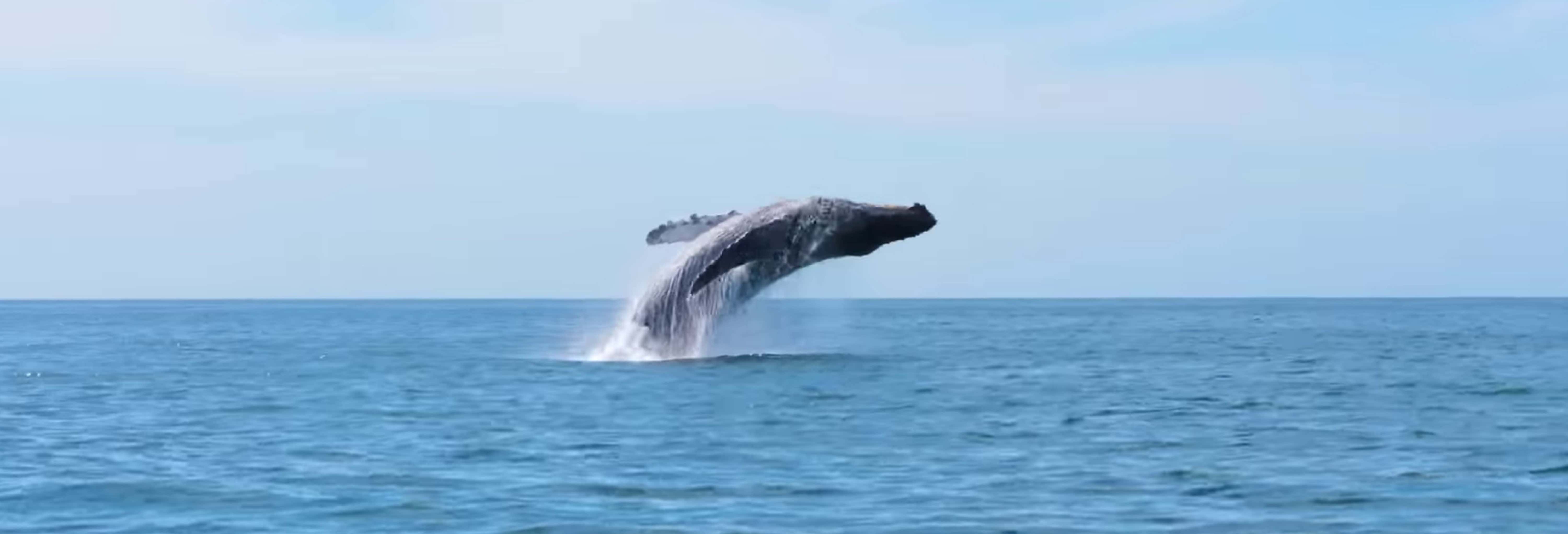 Avvistamento di balene a Seattle