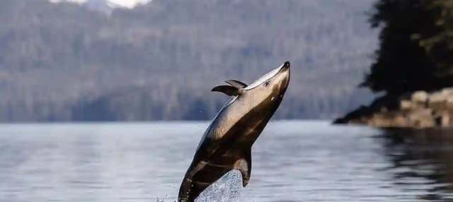 Avistamiento de fauna marina en Sitka