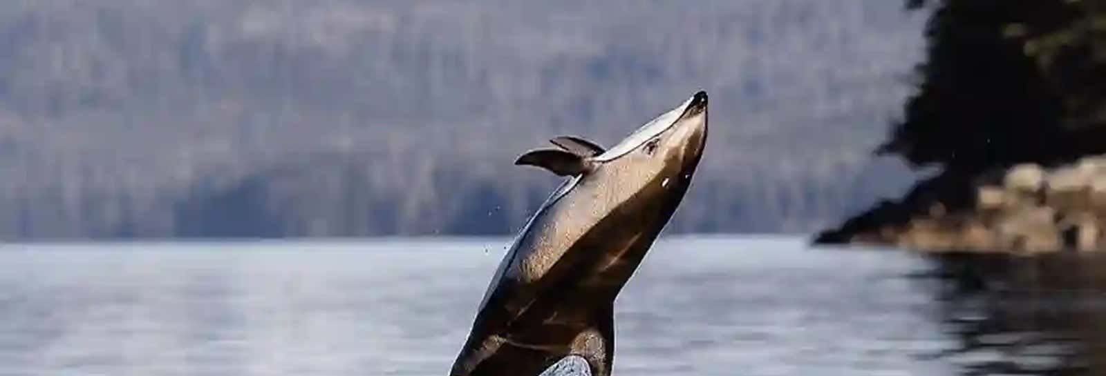 Avistamiento de fauna marina en Sitka