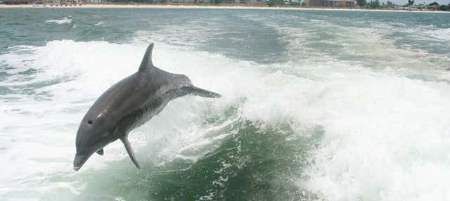 Avvistamento di delfini nella baia di Tampa