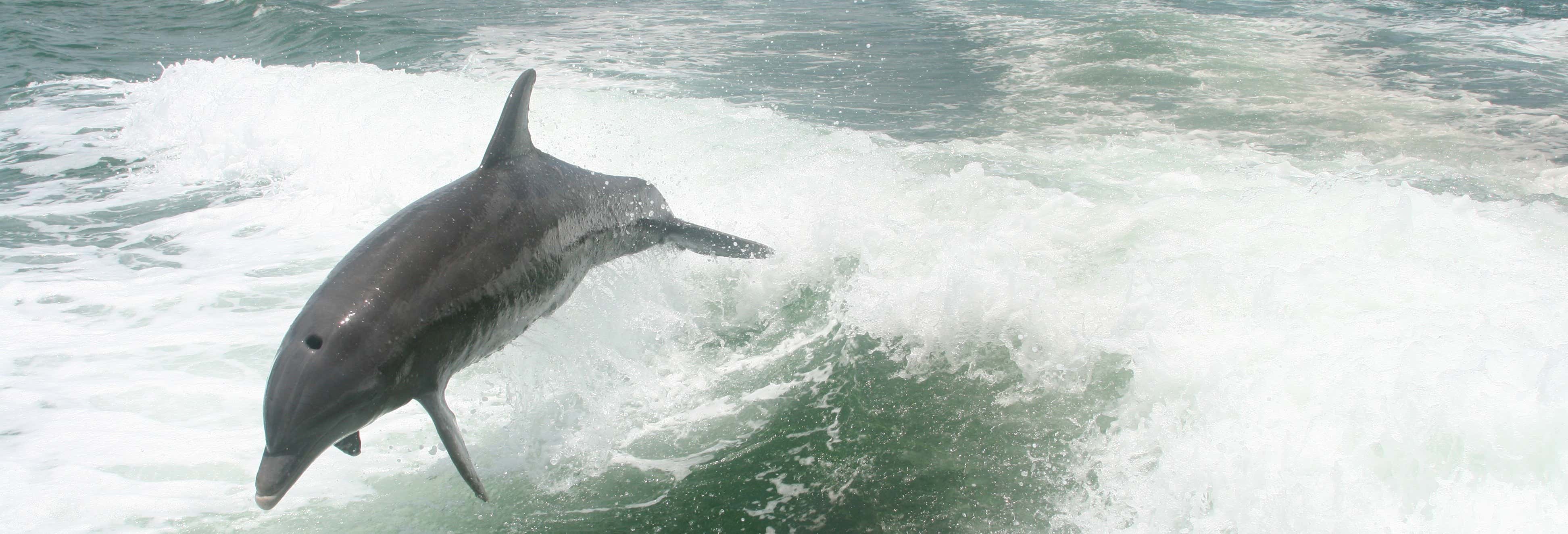Avvistamento di delfini nella baia di Tampa