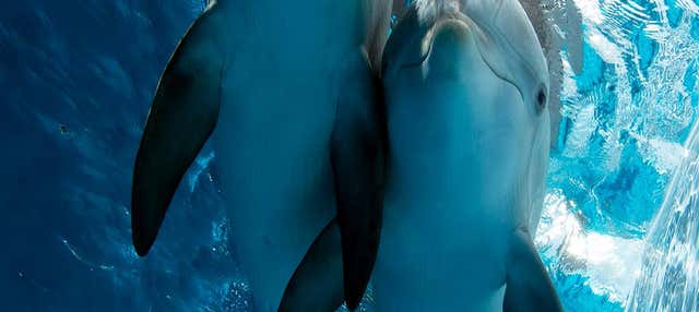 Biglietti per il Clearwater Marine Aquarium