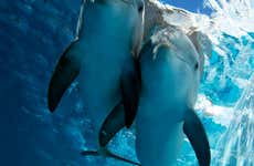 Clearwater Marine Aquarium Ticket