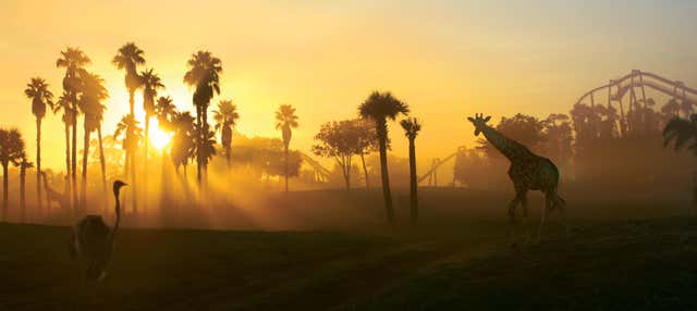 Biglietti per Busch Gardens Tampa Bay