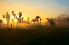 Busch Gardens Tampa Bay Ticket