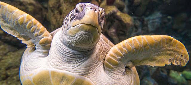 Biglietti per il Florida Aquarium