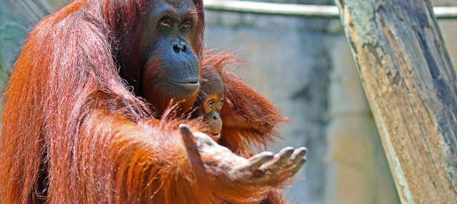 Biglietti per lo Zoo di Tampa e l'Acquario della Florida