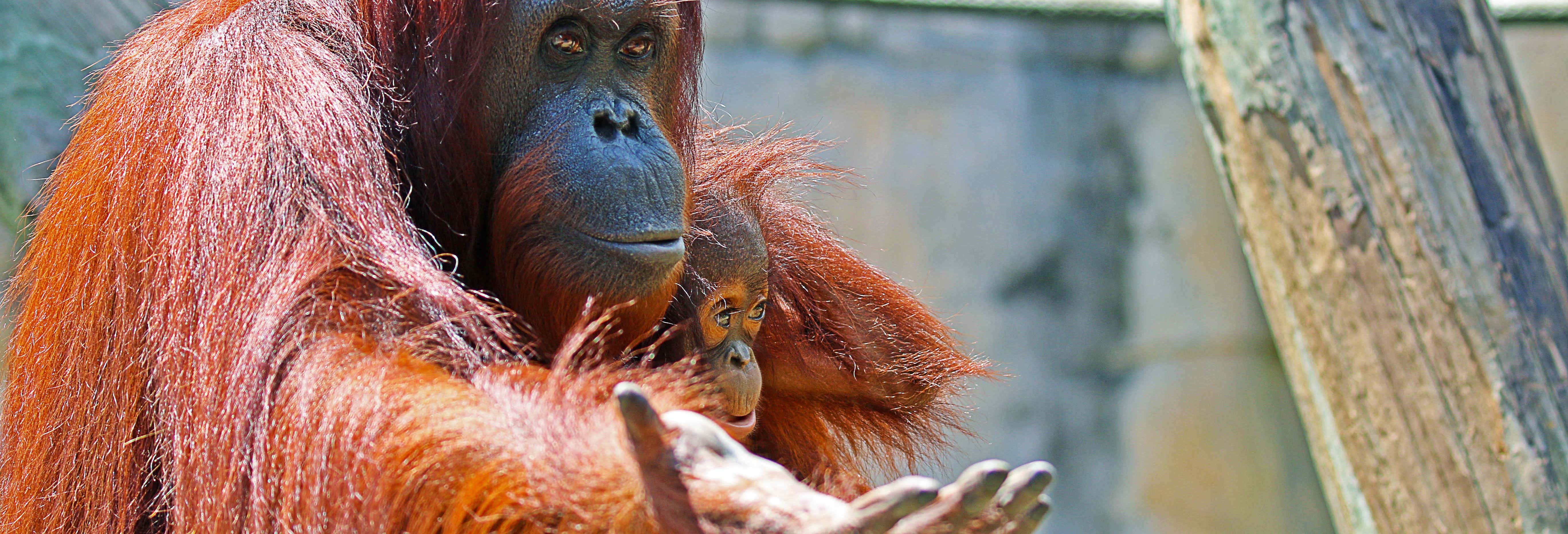 Biglietti per lo Zoo di Tampa e l'Acquario della Florida