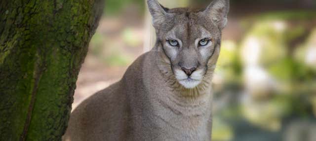 Biglietti per ZooTampa