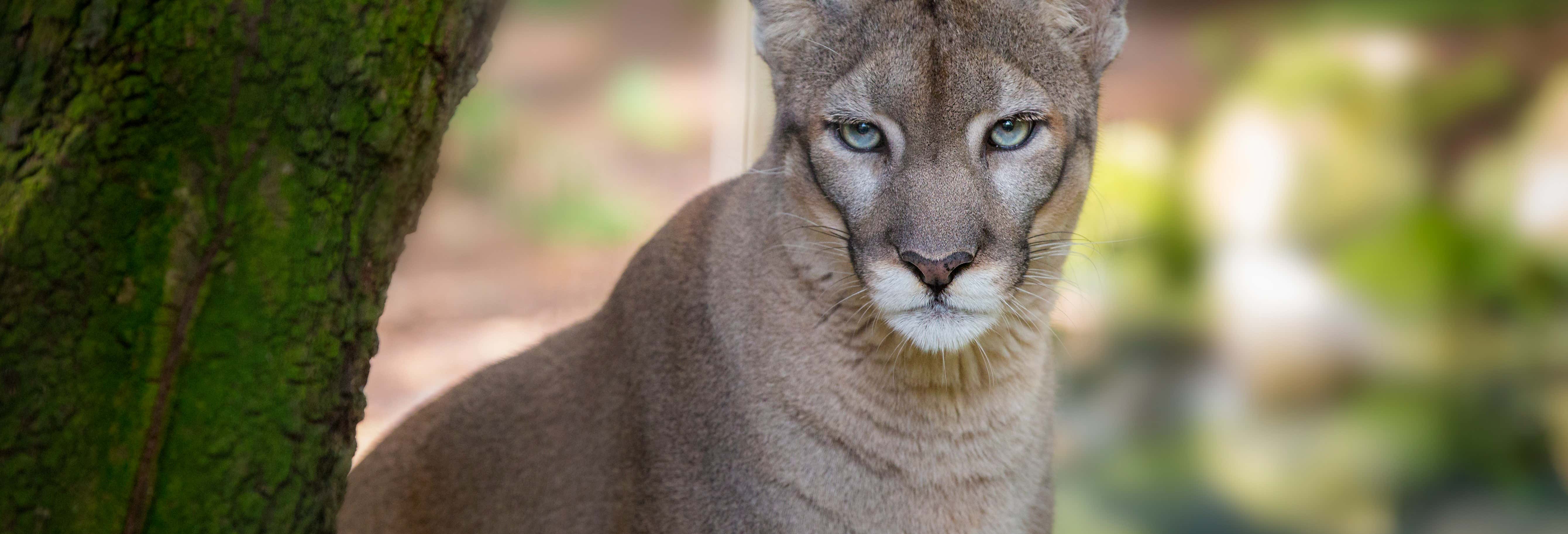 Biglietti per ZooTampa