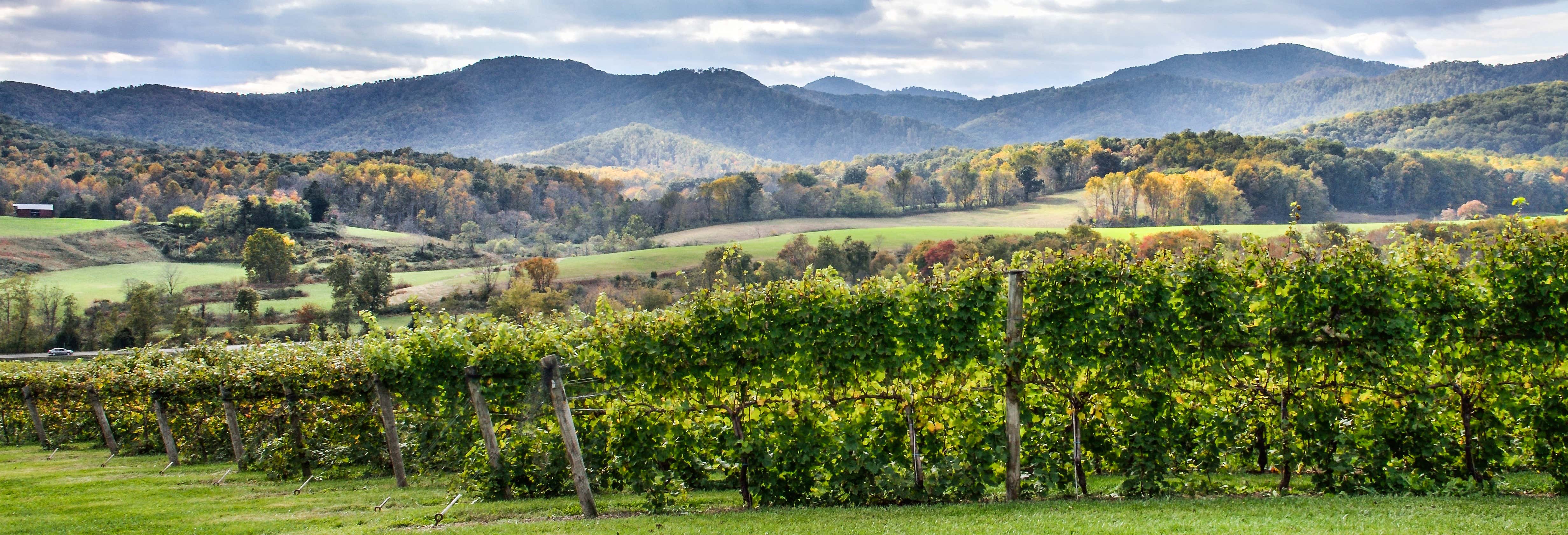 Virginia Wineries Tour