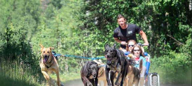 Mushing a Willow, giro in slitta trainata da cani in estate