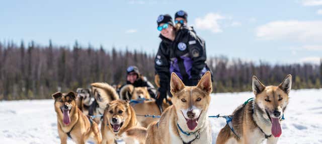 Giro in slitta trainata da cani husky in inverno