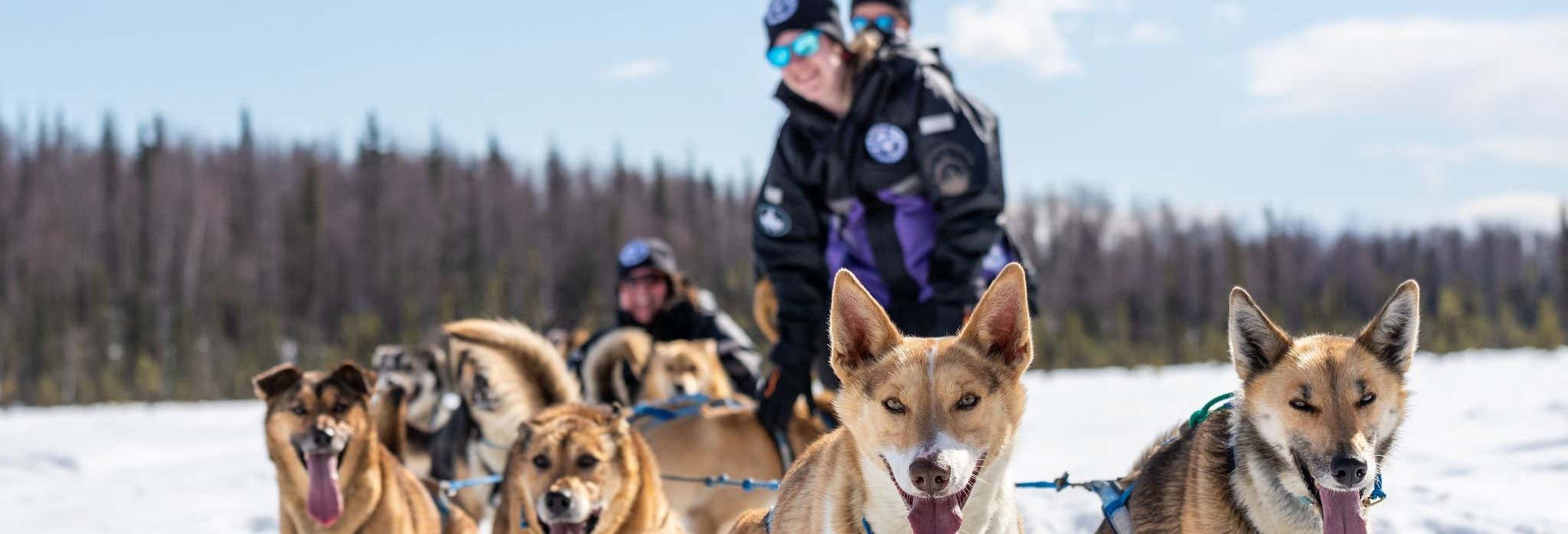 Winter Husky Sled Ride in Willow